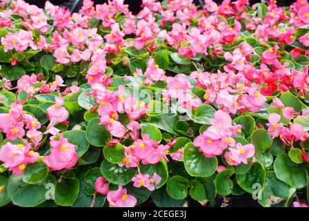 Begonias roses, semperflorens begonias dans le jardin, begonia en pot Banque D'Images