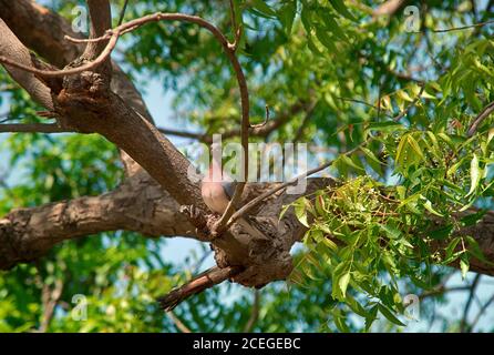 Oiseaux de l'Inde. La colombe de la tortue sénégalaise (Streptopelia senegalensis) dans le bosquet Banque D'Images