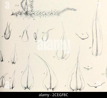 . Mousses avec lentille à main et microscope : un manuel non technique des mousses les plus communes du nord-est des États-Unis. PLAQUE LXXVIII. Amhlyslegium -varium (de Bry. EUR.) 334 MOUSSES AVEC HAXD-LKNS ET MICROSCOPE Banque D'Images