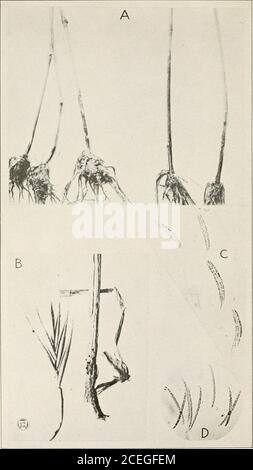 . Journal de recherche agricole. Journal of Agricultural Research Washington, D. C. Ophiobolus Cariceti et les plantes affaiblies tôle 4. Journal of Agricultural Research Washington, D. C. A i PLATE 4 A.—trois plantes de Festuca octoflora à gauche et deux de Hordeun pusillum à la lumière du jour, toutes gravement attaquées par Ophiobolus cariceti. (Légèrement agrandi.) B.—épillet de Festuca octoflora à gauche et en bas de la culme à droite, montrant les becs périthéciaux d'Ophiobolus cariceti. (Légèrement agrandi.) C et D.—asques et ascospores d'Ophiobolus cariceti de périthécères trouvés onChaeiochloa genicu Banque D'Images