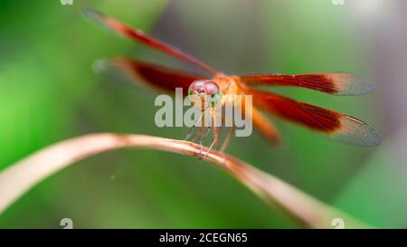 Photo macro d'une élégante libellule multicolore sur le point de voler loin d'une feuille, dans la forêt tropicale de Thaïlande. Insecte fragile et gracieuse Banque D'Images