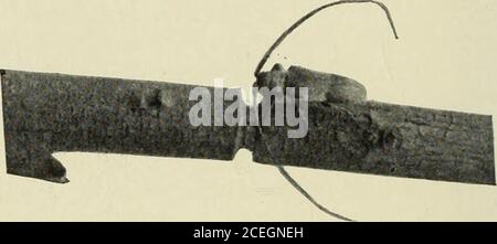 . Manuel des insectes de fruits. S sous les thésetrees. Il attaque beaucoup d'autres arbres et arbustes de forêt ou d'ombre, et les fruits suivants sont également taillés par elle, parfois quieseverely: pomme, poire, coing, pêche, prune, raisin et orange. Plusieurs oiseaux, des pics à bois, des jays bleus et des chiches détruisent beaucoup des larves ou des pupes dans les brindilles tombées. Un parasite, le Bracon eurygaster, a été élevé à partir de brindilles infestées. La collecte et la combustion des branches tombées dans l'autumnor au début du printemps permettront de lutter efficacement contre l'organisme nuisible. Référence U. S. Bur. ENT. Circ. 130. 1910. 202 INSECTES FRUITIERS le dng Twig-girdlerOndderes Banque D'Images