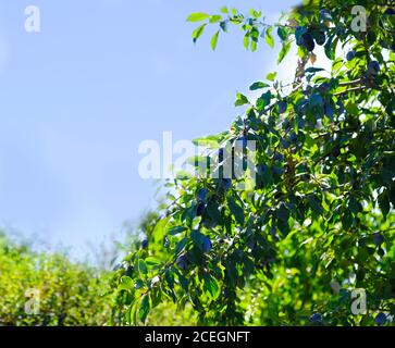 Fruits de prune mûres et violets sur une branche avec des feuilles sur l'arbre, prunes prêtes à la récolte. Au coucher du soleil, une couleur différente. Verger prune. Banque D'Images