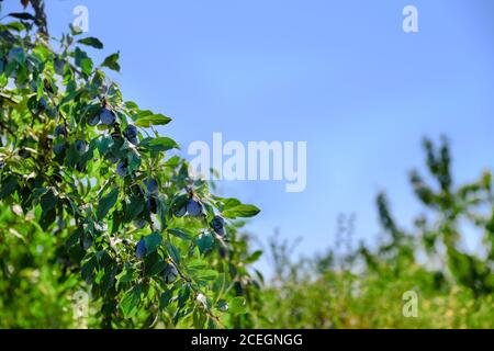 Fruits de prune mûres et violets sur une branche avec des feuilles sur l'arbre, prunes prêtes à la récolte. Au coucher du soleil, une couleur différente. Verger prune. Banque D'Images