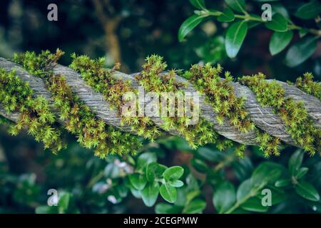 De dessus de gros plan mousse verte poussant sur le bois près de frais plantes en forêt Banque D'Images