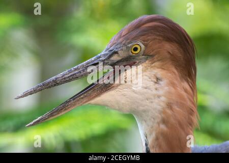 Un héron de Goliath (Ardea goliath), également connu sous le nom de tête géante de Héron gros plan bec ouvert. Banque D'Images