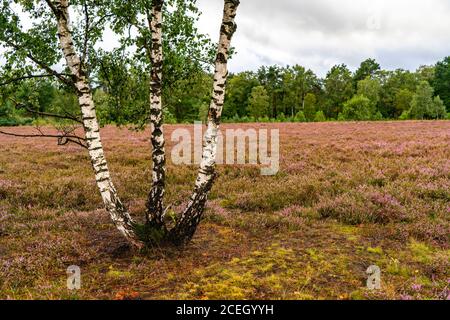 L'Osterheide, zone de la lande dans la réserve naturelle de Lüneburger Heide, près de Schneverdingen, Basse-Saxe, Allemagne Banque D'Images