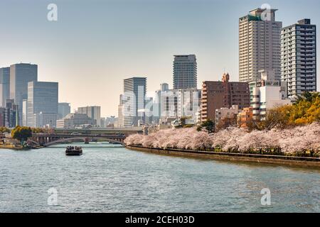 Osaka / Japon - 28 mars 2018 : bateau de croisière touristique Himawari naviguant sur la rivière Okawa avec des cerisiers en fleurs le long de la rive, Osa Banque D'Images