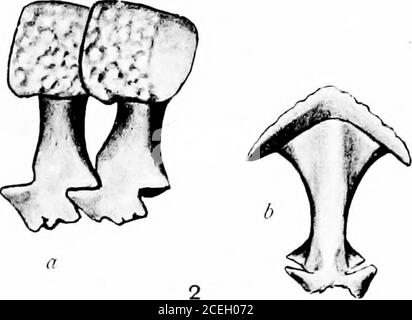 . Révision de l'amphibie et des poissons du Permien de l'Amérique du Nord. Banque D'Images