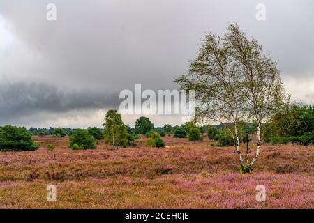 L'Osterheide, zone de santé dans la réserve naturelle de Lüneburger Heide, près de Schneverdingen, Basse-Saxe, Allemagne, Banque D'Images