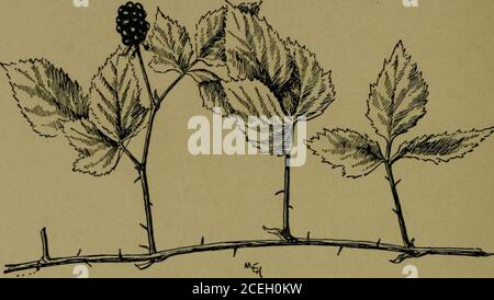 . Comment connaître les fruits sauvages; un guide de plantes quand pas en fleur au moyen de fruits et de feuilles. Ubus villosus. Rubus canadensis fruit de la famille des roses. — le fruit pousse en petits groupes. Il est généralement hémisphérique ou ovoïde. Les omelettes sont grandes, juteuses, et plutôt aigres, mûres intilliement, quand elles sont assez douces. À la base de chaque fruit se trouve le calice, dont la baie se sépare lorsqu'elle tombe, laissant beaucoup de driedstamines visibles dans la tasse de calice. Feuilles. — les feuilles ont trois à sept folioles ovales ou ovales, qui sont fortement doublement dentées. Ils sont assez épais et grands. Les bractées ressemblant à des feuilles poussent sur le TH Banque D'Images