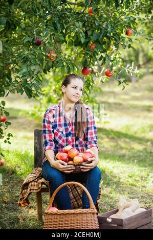 Une adolescente cueillant des pommes biologiques mûres à la ferme le jour de l'automne. Personne avec des fruits dans le panier. Concept de récolte dans le pays. Jardin, adolescent en train de manger des fruits Banque D'Images