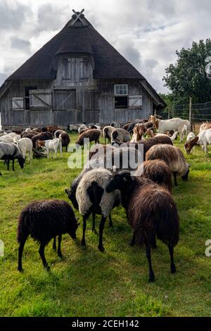 Stable pour les moutons et les chèvres Heidschnucken, dans la réserve naturelle de Heath de Lüneburg, Basse-Saxe, Allemagne, Banque D'Images