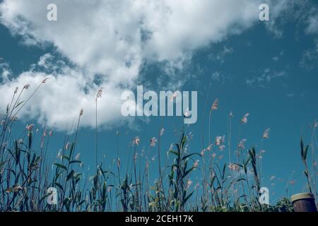 Vue époustouflante sur le ciel bleu de la récolte depuis le bas avec de l'herbe haute et tandis que les nuages Banque D'Images