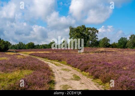 Heather Bloom de la Besenheide, dans le Höpener Heath, dans la réserve naturelle de Lüneburger Heide, Basse-Saxe, Allemagne, Banque D'Images