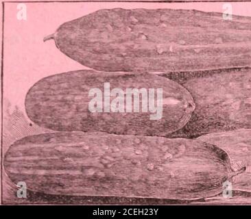 . Jardin Cole annuel. Coles Seed Store, Pella, Iowa 7 Klondike Cucumber. —, cette nouvelle variété précieuse est l'une des meilleures pour trancher, et produira des Cuc-bers d'apparence égale aux spécimens élevés au foyer. La couleur est riche vert foncé, et les fruits poussent à une taille uniforme, mesurant environ sept pouces de long et deux pouces d'épaisseur itt quand en bon état pour l'utilisation. Ittamures tôt et continue de supporter le temps, et les vignes font une croissance si saine et vigoureuse que theyproduce une bonne récolte même dans un pauvre mer-fils, quand beaucoup d'autres variétés échouent sur.ccount de temps insalutaire.P Banque D'Images