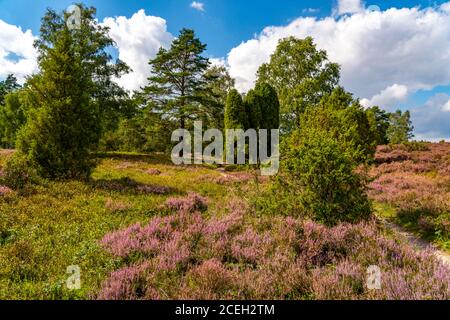 Heather Blossom de Besenheide, à Büsenbachtal, vallée de Büsenbach, réserve naturelle Lüneburg Heath, Basse-Saxe, Allemagne, Banque D'Images