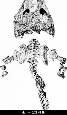 . Révision de l'amphibie et des poissons du Permien de l'Amérique du Nord. /-•«-., r. V •listes 1. Acfietoina iUJiiiiiiiisL Ko. 4205 AM. .MIIS. X 3-, env. CASE—AMPHIBIA ET PLAQUE PISCES 12 Banque D'Images