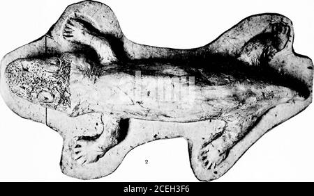 . Révision de l'amphibie et des poissons du Permien de l'Amérique du Nord. JT. Megacephahi!i. Esquisse de restauration de modèle montrant les auteurs idée de la forme générale d'Eryops. 1, vue latérale ; 1, vue supérieure. CAS—AMPHIBIA ET PISCES Banque D'Images