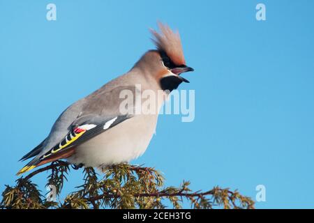 Portrait d'un oiseau de cire bohème européen haut en couleur, Bombycilla garrulus, lors d'une migration hivernale en Estonie. Banque D'Images