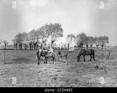 Vue en noir et blanc des chevaux marchant et des pasteurs sur le terrain avec des arbres en arrière-plan, Belgique. Banque D'Images