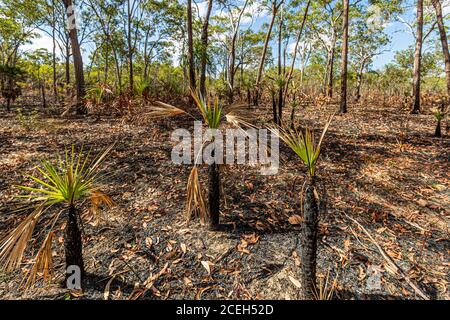 Après un incendie de brousse, de jeunes palmiers à éventail repoussent parmi les broussailles carbonisées dans la forêt ouverte d'eucalyptus près de Mount Borradaile, Territoire du Nord, Australie. Banque D'Images