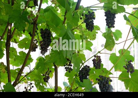 Beaucoup de vignes avec des grappes mûres appétissantes de raisins rouges pendent dans le jardin sur fond clair, par beau temps vue horizontale Banque D'Images