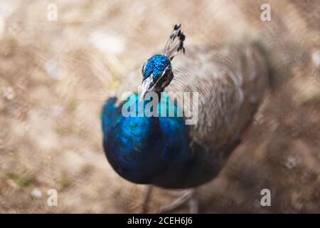 Paon. Paon sauvage indien (Pavo cristatus). Portrait d'un beau paon avec des plumes Banque D'Images