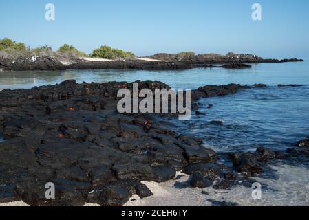 Beaucoup de crabes de pied léger Sally sur une roche de lave à Bachas Beach sur l'île de Santa Cruz dans l'archipel des Galapagos.