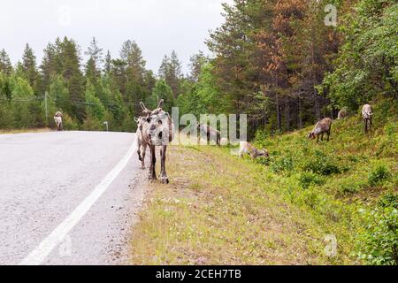 Rennes domestiques marchant sur une route en été en Laponie, dans le nord de la Finlande Banque D'Images