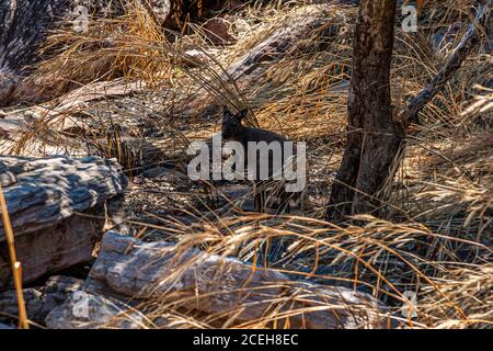 Un petit kangourou est accroupi dans une herbe haute et sèche parmi des bois carbonisés dans l'outback près de Point Stuart, Territoire du Nord, Australie. Banque D'Images
