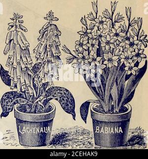 . [Catalogue d'automne des bulbes et des plantes]. A, centre noir et grande pointe. 3 pour 15 cts 7 Bucephalus Major—Crimson riche, ramifié 6 Magnlfica—jaune vif riche, rouge teinté 8 merveille —Rose foncé, douce senteur; fleur de doux-E fine 10 Vulcan—cramoisi, orange ombré 10 Mixte—50 meilleures sortes; 25 cts. Par douzaine 3 OFFRE SPÉCIALE— Pour seulement 50 cents, nous enverrons un bulbeach des 10 grands noms de sorte ci-dessus. Babiai^as. Ils sont alliés aux Ixias et reçoivent le même traitement à tous égards. Pour les fleurs hivernales, elles sont magnifiques. Les fleurs sont en forme d'étoile, grandes, ouvertes presque Banque D'Images