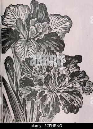 . Le livre de semences Maule pour 1922. Vivace. 20 cents chacun; 3 cents pour 50 cents; 1 $ et gt; 75 $ la douzaine, postpayée. Caladium esculentum Elephants Ear UNE belle plante d'aspect tropical, les barbes laisse parfois une cour en étendue. Efficace comme plante unique sur une pelouse ou en groupes. Facile à cultiver. 25 cents chacun; 3 cents pour 60 cents; 2.23 $ la douzaine, postpayée. Caladiums à feuilles fantaisie aucune plante n'est plus souhaitable pour les décorations florales, la culture de l'poulailler ou les boîtes de fenêtre, que les caladiums rasés par la faucy. Ils sont facilement cultivés, thrivinnthère dans des pots ou des boîtes dans la maison, ou dans des endroits ombragés hors-des-portes où ils produisent Banque D'Images