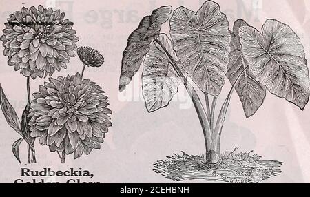 . Le livre de semences Maule pour 1922. Rudbeckia, lueur d'or parfaitement robuste. Il atteint une hauteur de 6 à 8 pieds, et produit une richesse de fleurs jaunes doubles de 2 à 3 pouces de large. Fin pour la coupe.la plus prolifique et la plus insatisfyhardy jaune floraison vivace. 20 cents chacun; 3 cents pour 50 cents; 1 $ et gt; 75 $ la douzaine, postpayée. Caladium esculentum Elephants Ear UNE belle plante d'aspect tropical, les barbes laisse parfois une cour en étendue. Efficace comme plante unique sur une pelouse ou en groupes. Facile à cultiver. 25 cents chacun; 3 cents pour 60 cents; 2.23 $ la douzaine, postpayée. Caladiums à feuilles fantaisie aucune plante n'est plus des Banque D'Images