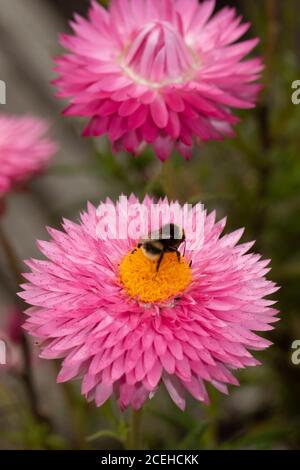 Xerochrysum dans un jardin urbain en été, gros plan portrait de fleurs Banque D'Images