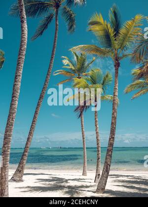 De grands palmiers étonnants poussent sur une plage de sable près d'une mer calme par beau temps, sur un merveilleux complexe Banque D'Images