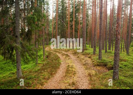 Un petit chemin de terre menant à travers une belle forêt de pins de conifères estivaux dans la forêt boréale estonienne. Banque D'Images