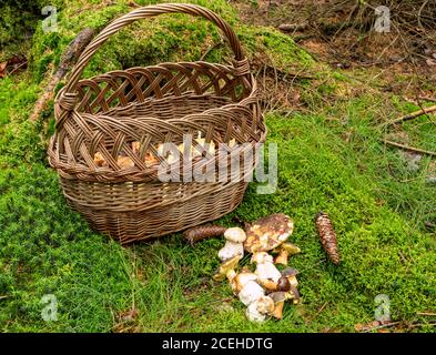 Le panier se dresse dans la forêt avec des champignons de la forêt Banque D'Images