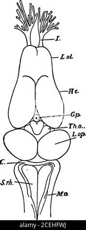 . Un introductionto physiologie. ich l'inhibitoryand augmentiug fibres ressort, devrait maintenant être beconsied. Centre inhibiteur.—^ placer une grenouille et une petite éponge mouillées avec de l'éther sous un pot en verre. Soyez très attentif AU CŒUR ET AUX VAISSEAUX SANGUINS 293 faites attention de ne pas tuer le mousseur. Quand l'insensibilité isanimal, dos en haut, une grenouille-planche. Couper au travers de la peau dans la ligne médiane du nez environ à mi-chemin de l'urostyle. Découvrir avec soin le toit du crâne. Eemove les muscles longitu-dinaux sur l'un ou l'autre côté du 1er,. 2d et 3d verte-brae. Retirer les parietalbones à l'aide de pinces, commencer la mise en place à Banque D'Images