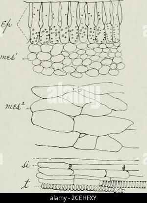 . American journal of Pharmacy. Ter of from 35.2 microns to 41.6 microns with a lumen variant de (j.f) microns to 11.2 microns.in cross section on trouve que les cellules épicarpes sont palissades, épaissies le long de leurs parois radiales pour la moitié ou plus de leur longueur et jusqu'à 105 microns de haut. Ces cellules possèdent de nombreux grains d'amidon petits arrondis. 2 et 3. Le niesocarpe et le cndocarpe ont une structure assez semblable à celle des mêmes régions de la Cassaba Alelon. GRAINE (ftf. IT). I. Spenuodcnn, composé de ( i ) a i)alisade epidermis qui se sépare facilement des couches subjacentes en arrivant en contactwi Banque D'Images
