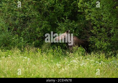 Un grand wapiti mammifère européen, Alces alces au milieu de prairies inondées de végétation luxuriante pendant l'été en Estonie. Banque D'Images