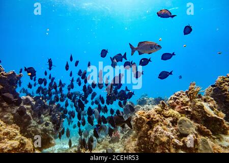Vue en gros plan du grand groupe de poissons flottant dans l'eau bleue entre les coraux Banque D'Images