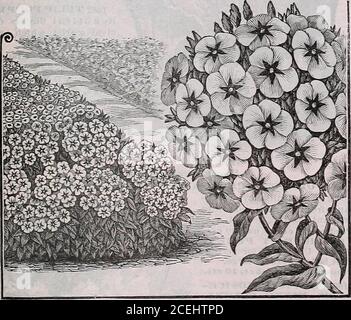 . Le livre de semences Maule pour 1922. ^ once, 30 cents. 1652 BLANC. Paquet, 10 cents; YG once, 30 cents. 1654 MÉLANGE LE PLUS FIN, GRANDE FLORAISON. Toutes couleurs, paquet, CTS 10; y^ once, CTS 5; 34 onces, CTS 40; once, 1.50 $. Banque D'Images