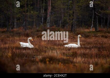 Deux marécages de Whoopen, Cygnus cygnus comme les oiseaux nationaux de Finlande, qui se trouvent sur le fond sombre des marécages pendant la migration d'automne. Banque D'Images