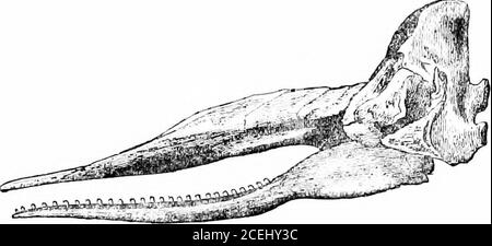 . Les phoques et les baleines de la mer britannique. Meublé d'environ vingt-cinq grandes dents coniques de chaque côté ; mais le plombier n'est pas constant, et il n'est pas toujours le même de chaque côté. Dans la mâchoire supérieure, il n'y a pas de dents visibles, mais celles de la mâchoire inférieure se ferment en conséquence dans la partie supérieure. La langue est petite, et, comme la doublure des phoques à 9° ET les IVHALES DES MERS BRITANNIQUES. Bouche, d'une couleur blanche. La partie supérieure de la tête, appelée le cas, contient le spermaceti qui, à la mort de l'animal, granulatesen une substance jaunâtre. Beale dit qu'une grande baleine pas non fréquentée Banque D'Images
