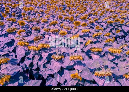 Paysage d'été avec tournesols. Violet. Magnifique champ de tournesol. Vue aérienne. Arrière-plan de la nature. Couleur vintage Banque D'Images