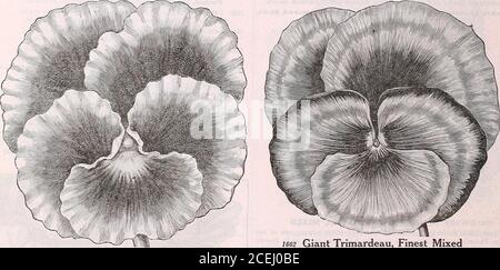 . Le livre de semences Maule pour 1922. ^ once, SL.OO. 1608 Bleu foncé géant grandes fleurs bien formées du bleu le plus foncé.paquet, 10 cents; % once, 1.00 $. 1606 Bugnots superbe Blotched les belles fleurs, qui sont grandes ancof de couleurs diverses, sont distinctes. Pétales légèrement décolorés à la main et bordés de couleurs photosLes couleurs prédominantes dans les pansies géantes sont des nuances de rouge, de bronze, de rouge-rouge et de brun-rougeâtre. Paquet, 15 cents; 3^ once, 1.00 $. 1600 Maules géant phénoménal la taille, les couleurs et les veinings merveilleux de la pansy thislarge sont insurpassables après des années de près de Banque D'Images