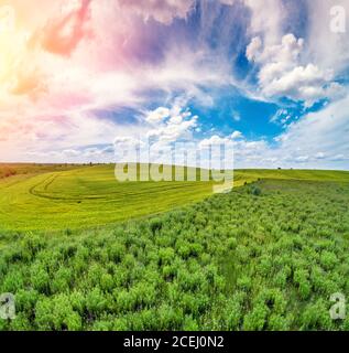 Paysage rural d'été. Vue aérienne. Vue sur un champ de blé et une prairie avec un ciel nuageux Banque D'Images
