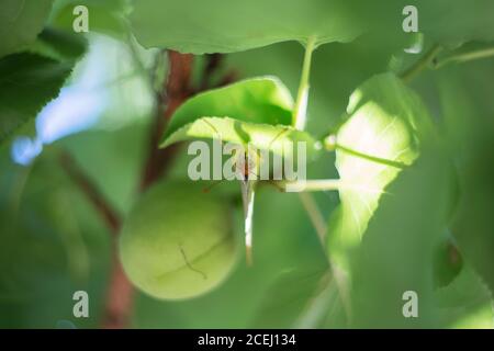 un insecte nuisible de papillon se trouve sur une feuille d'un abricot de fruit, insecte ravageur Banque D'Images
