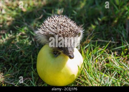 hérisson et pomme (erinaceus europaeus). Joli petit hérisson assis sur une pomme et mangeant des fruits. Banque D'Images